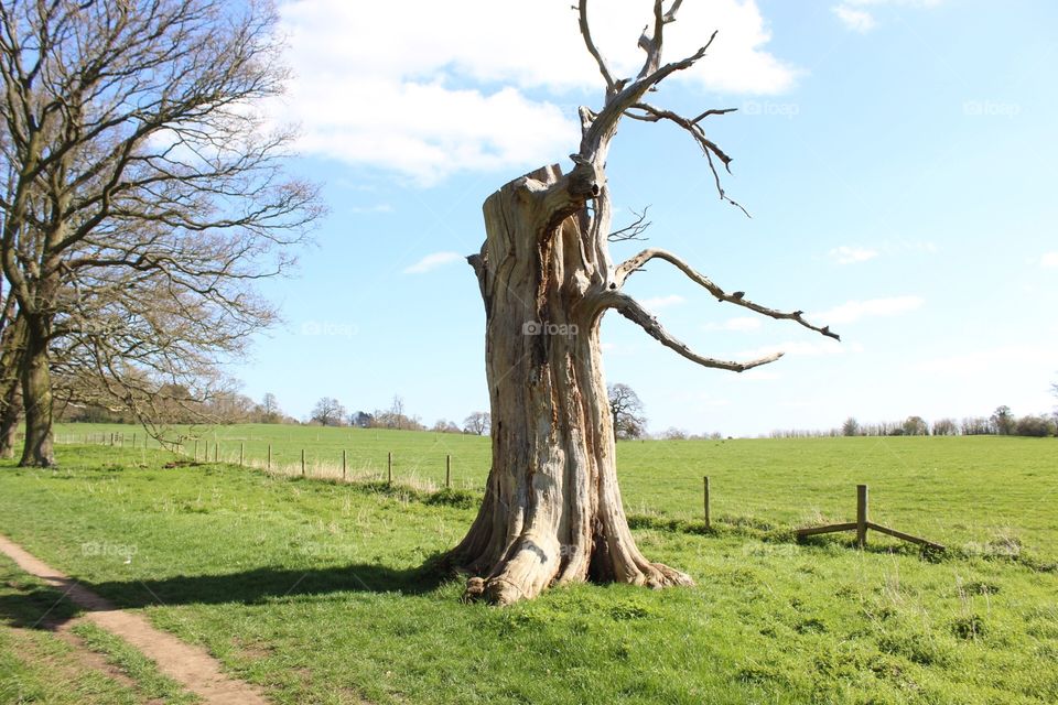 Ancient tree trunk