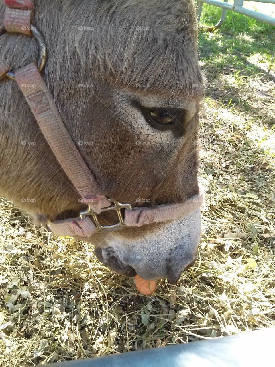 tinkerbell the donkey 