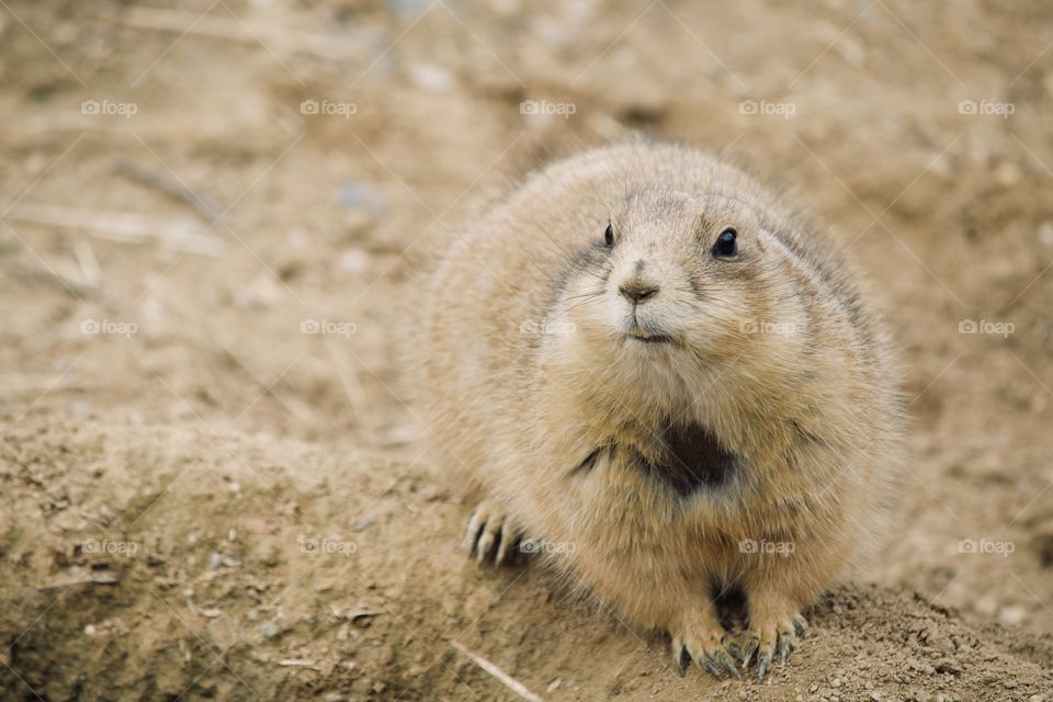 Prairie dog hanging out