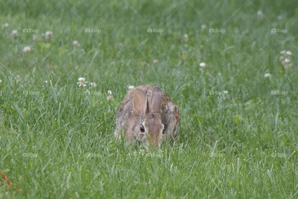 Bunny in the grass 