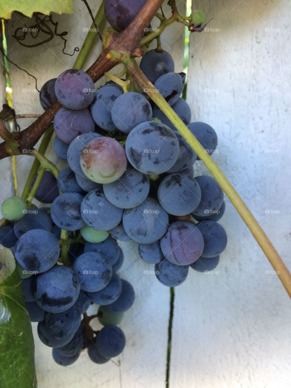 Nothing like table grapes 