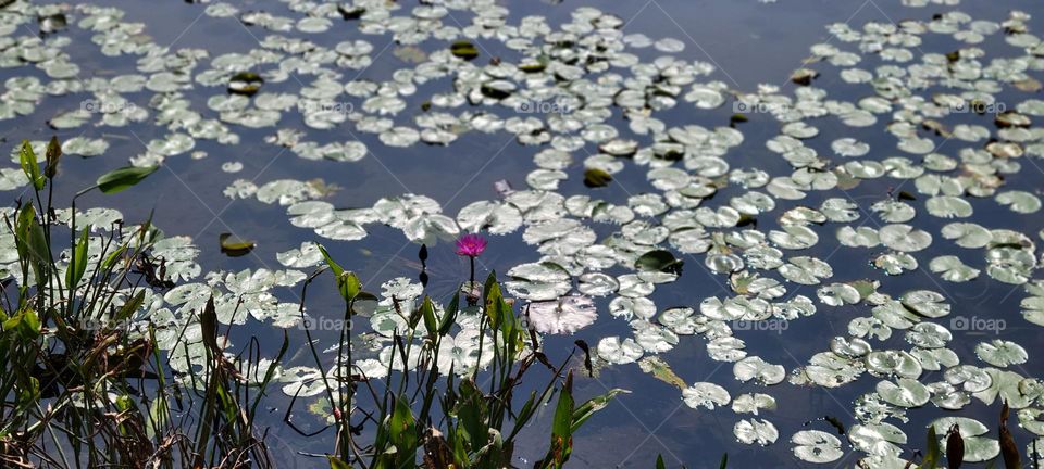 Lotus pond at Hong Kong Wetland Park