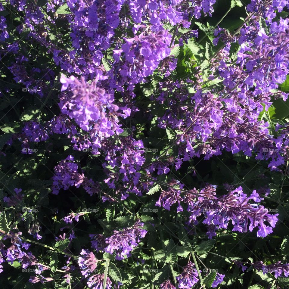 Lilac catched on a walk in summer in Norrköping Sweden 