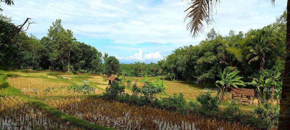View of rice fields in the late afternoon
