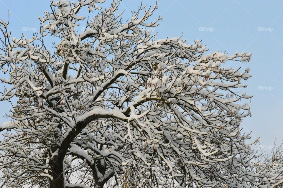 winter tree