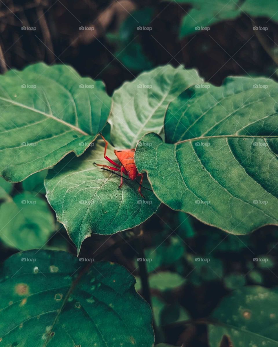 This picture has been captured on Realme 6i mobile device, but it's a high quality image, and the picture has been colour graded on Lightroom application.