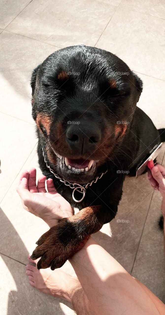 Rottweiler smiling after bathing.