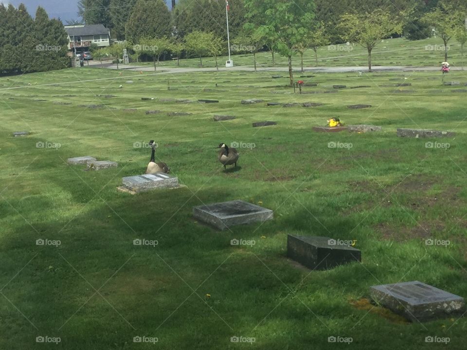 Geese resting in the Cemetery 