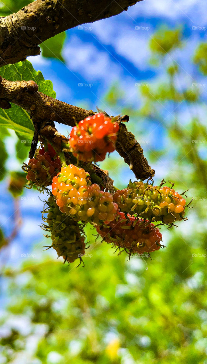 Bunch of Beautiful Mulberries  