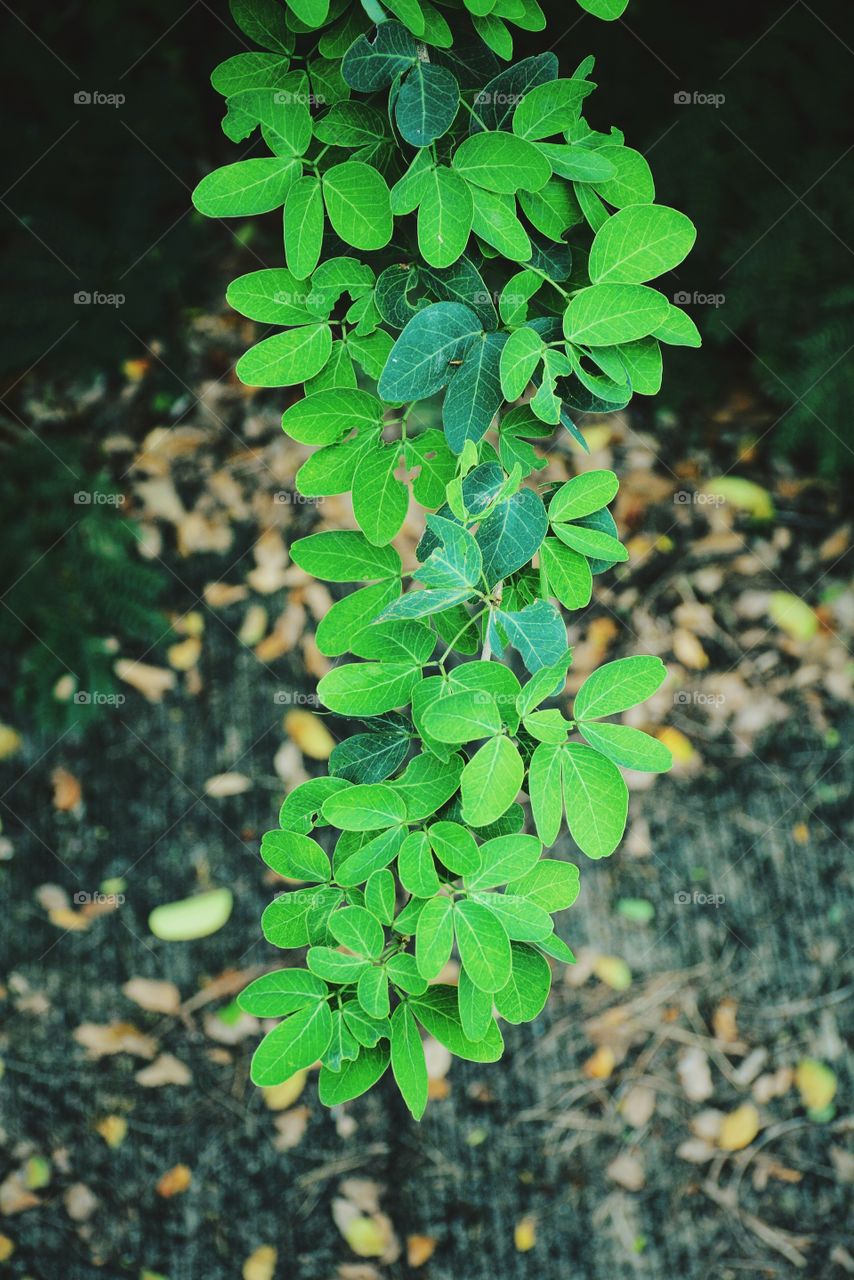 Green leaves in the park