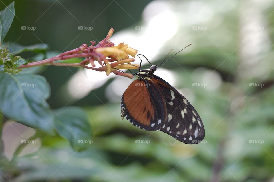 Butterfly Gardens