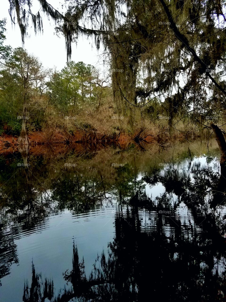 Blackwater river reflections