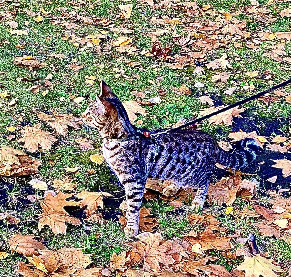 #cat #day #autumn season
#breed #grass