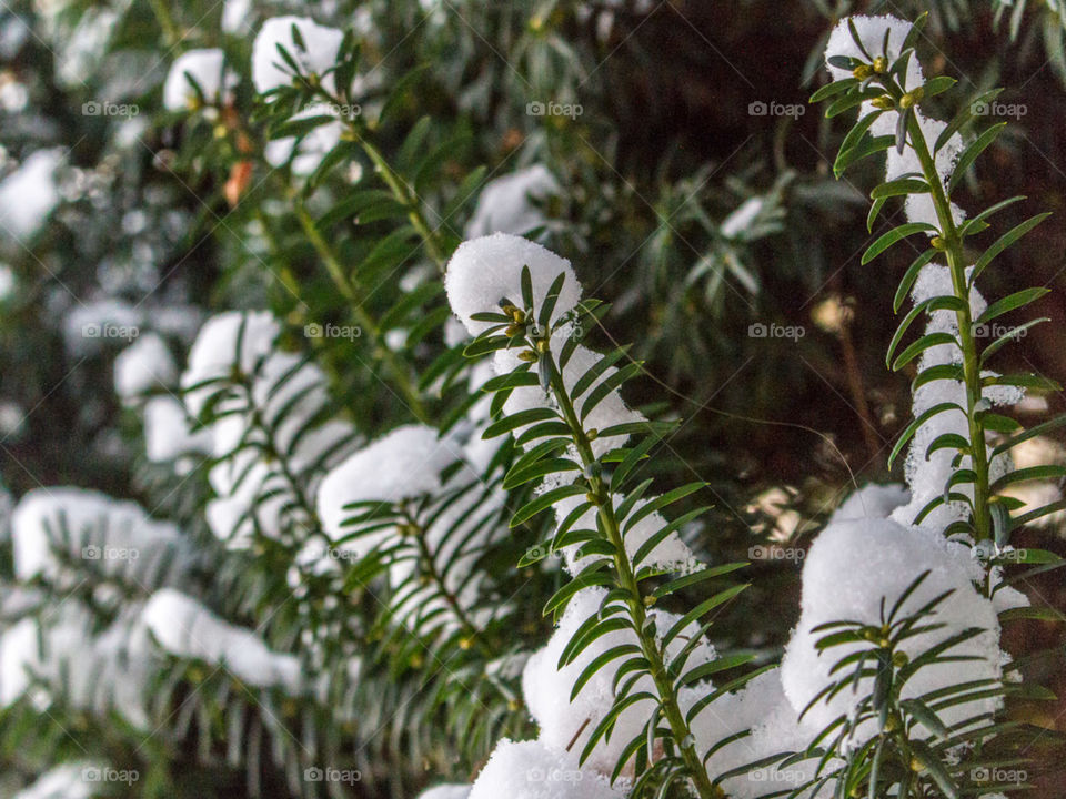 Bush with snow