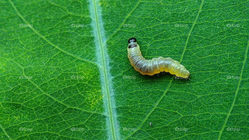 white colour maggot on a green leaf