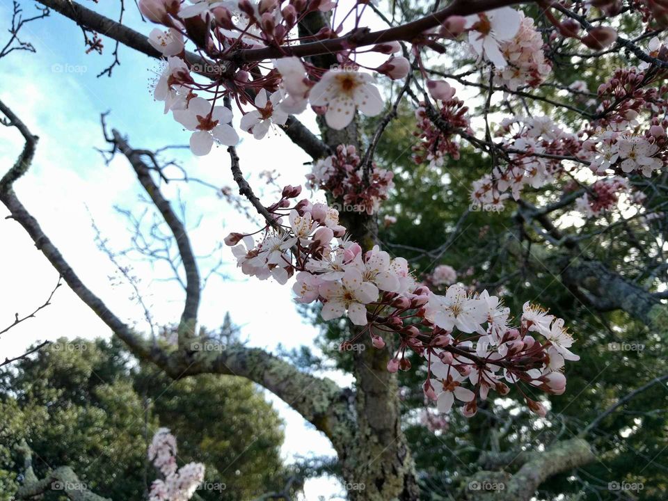 Spring blossom