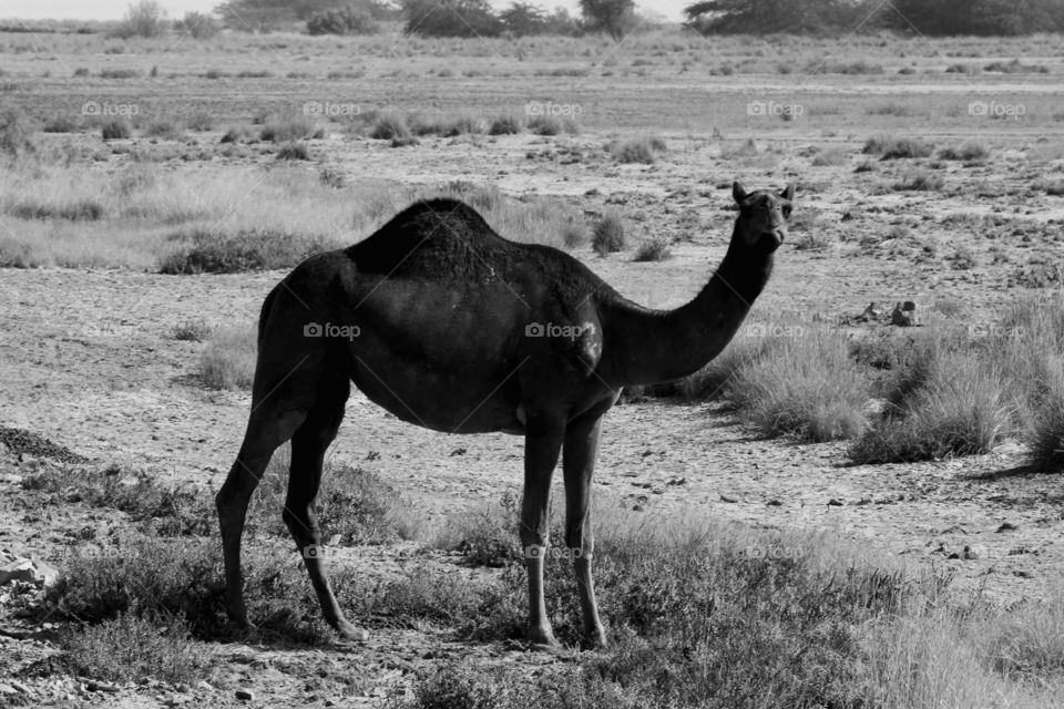 camel in monochrome...