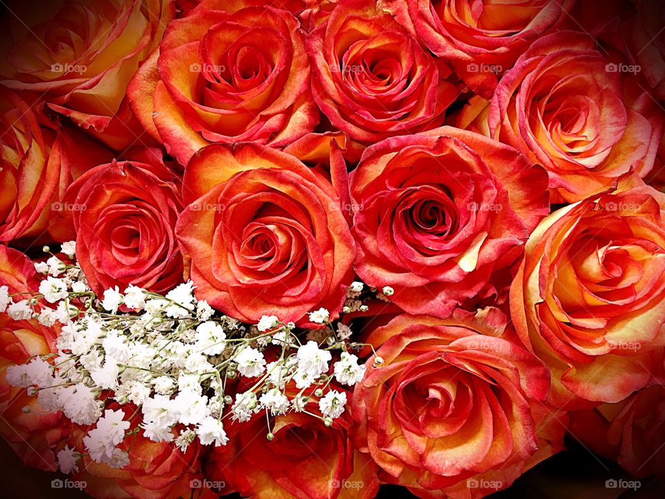 Orange roses
