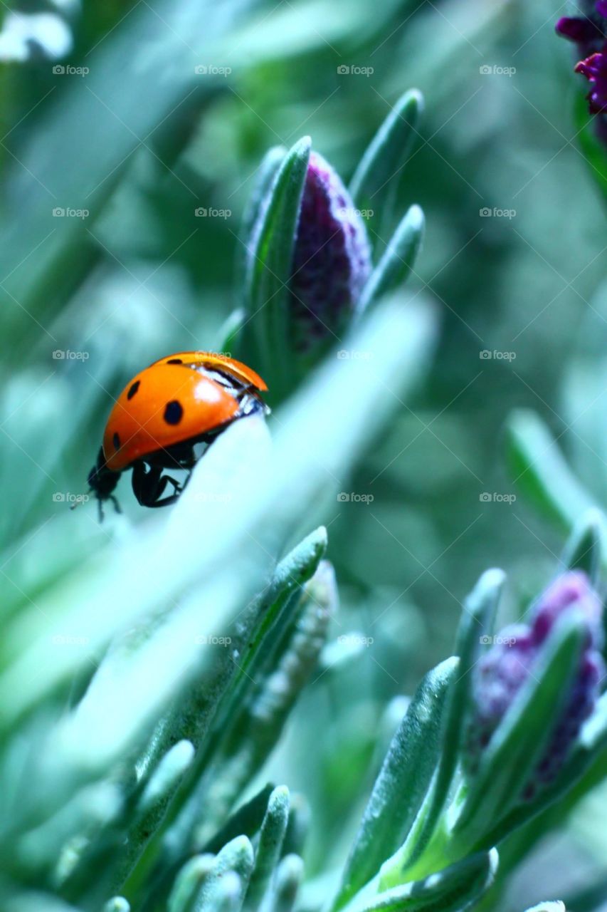 Ladybug, No Person, Nature, Leaf, Flora