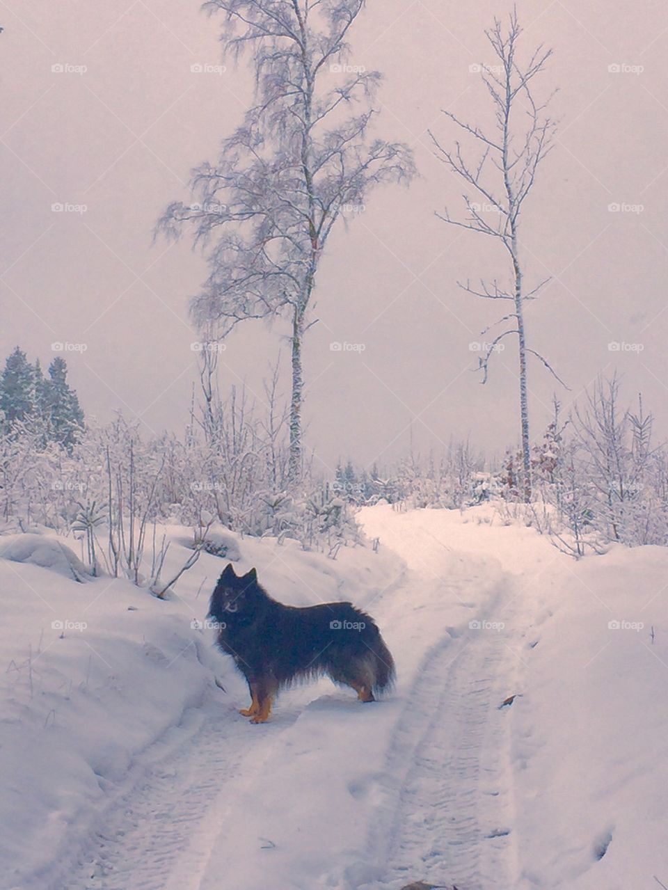 Lapphund i snövärlden