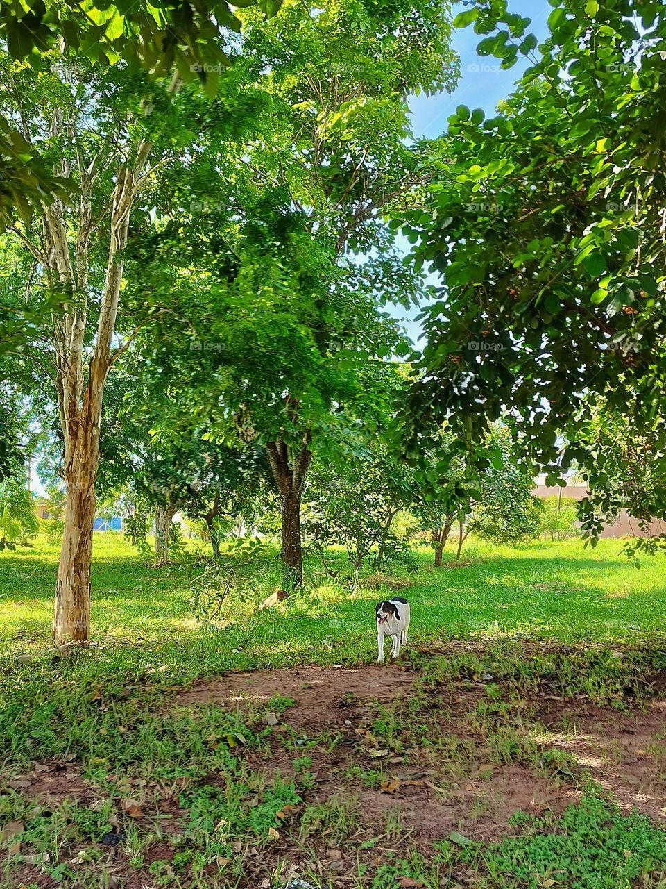 Walking peacefully through nature, this little dog feels happy, waving his long ears...