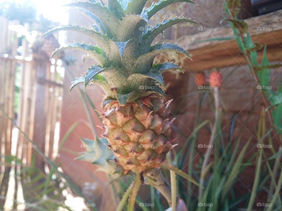 Pineapples