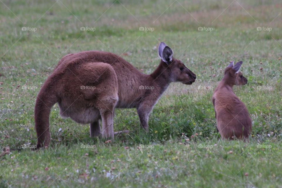 Grey Kangaroos 