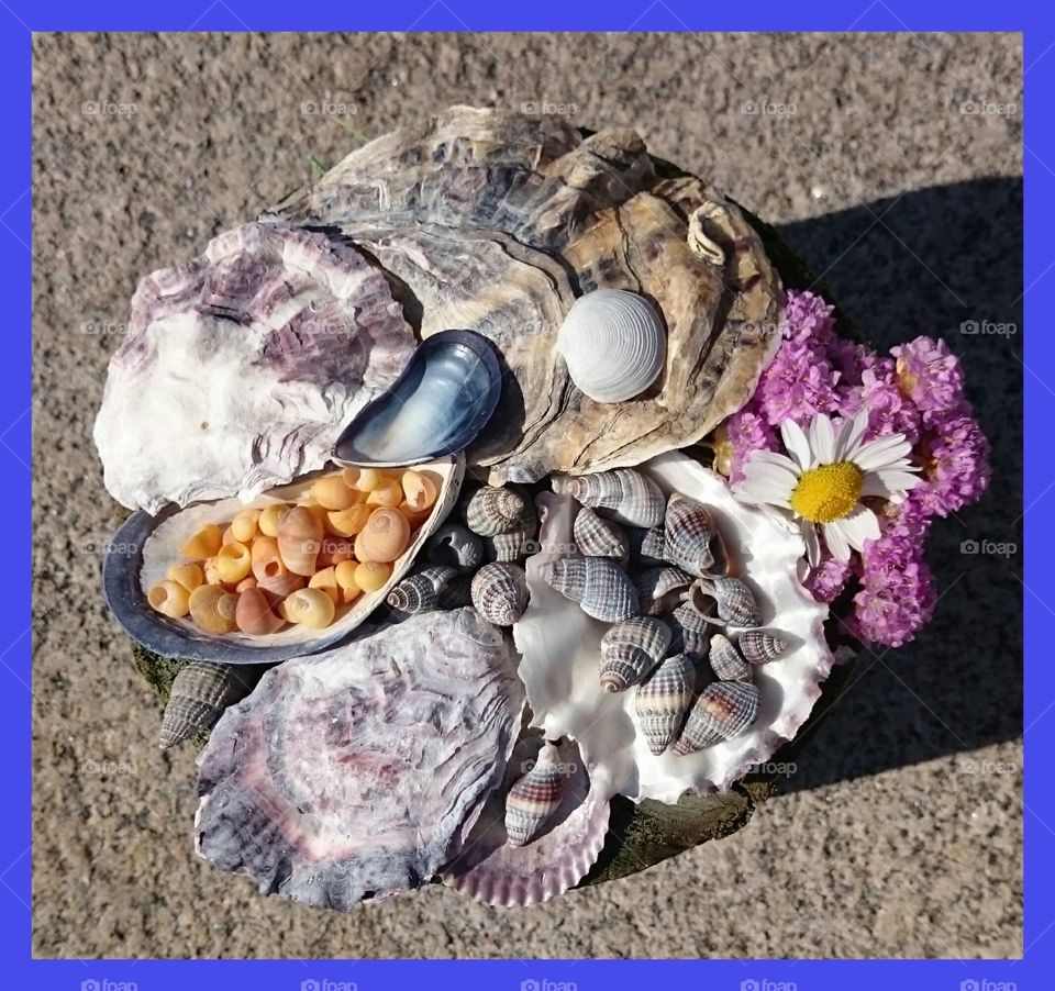 seashells cake