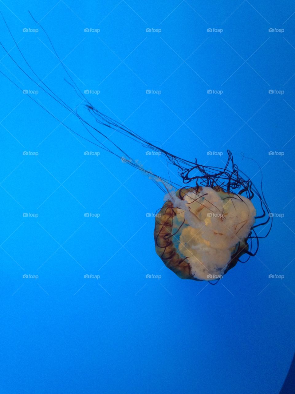 Jellyfish 
