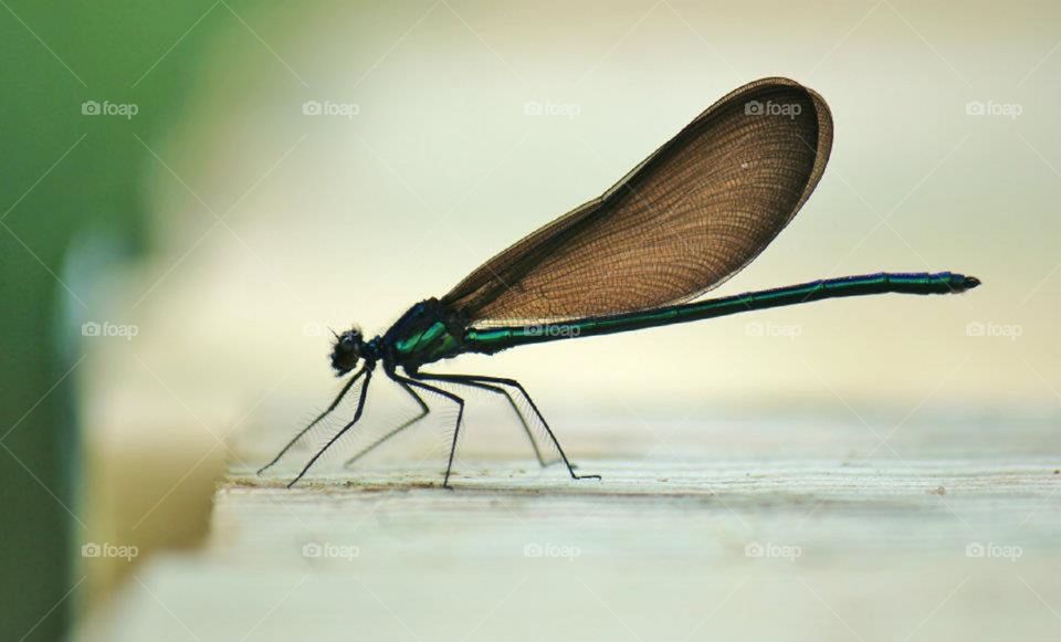 Damselfly on wood