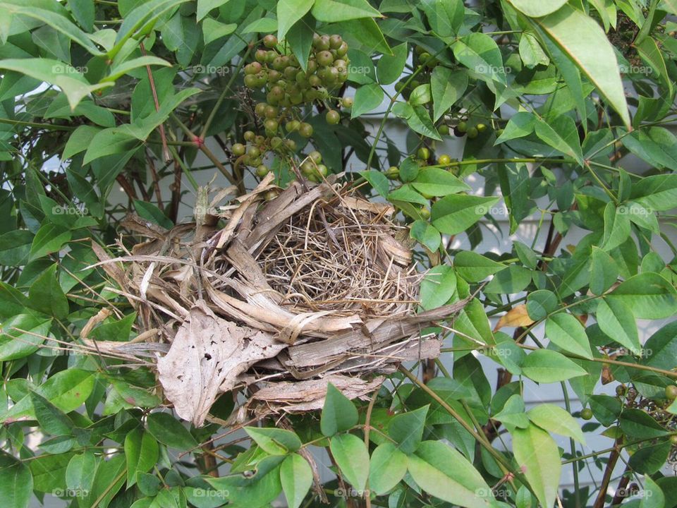 Bird nest empty