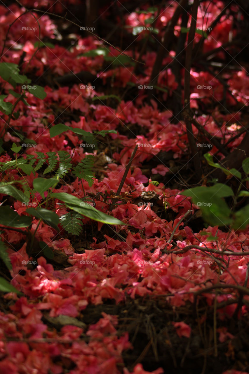 Red leaves