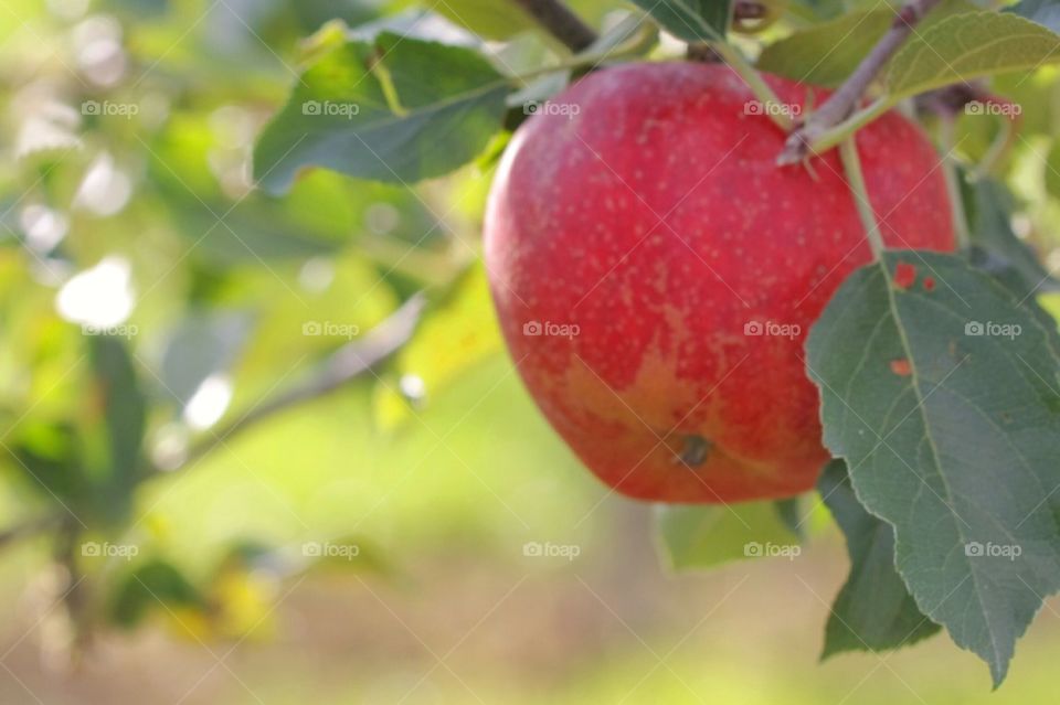 Red Apple