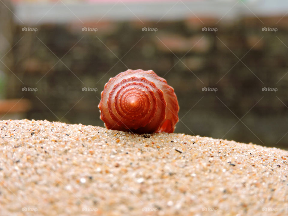 Red seashell on beach