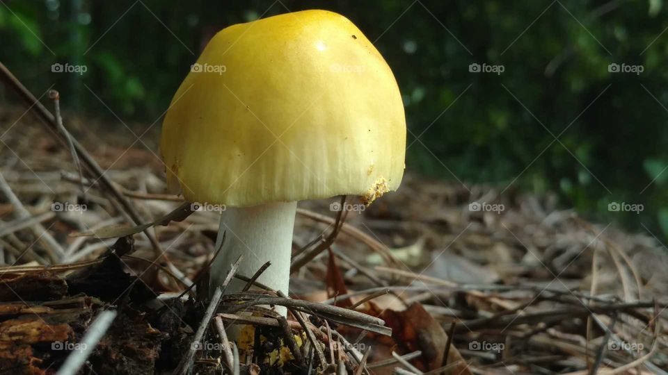 Fungus, Mushroom, Fall, No Person, Nature