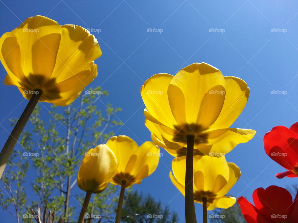 Tulips in the sky
