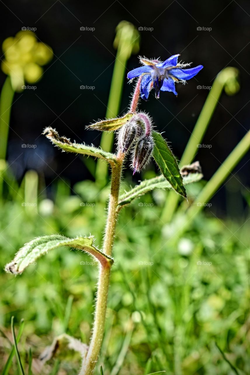 wild flower portrait