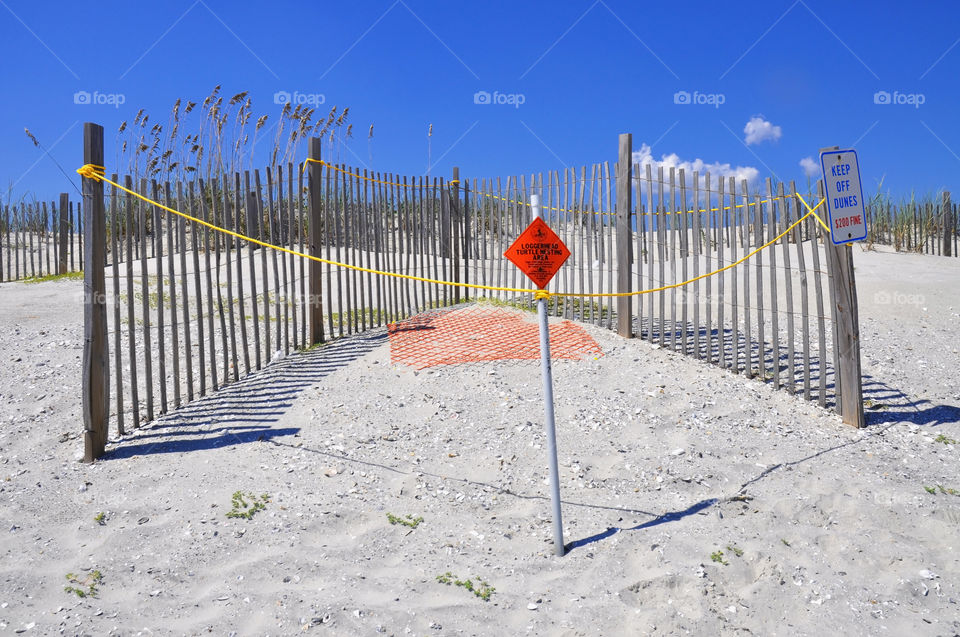 Loggerhead turtle nest. 