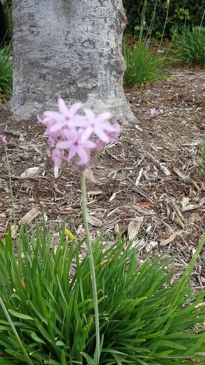 little purple flowers