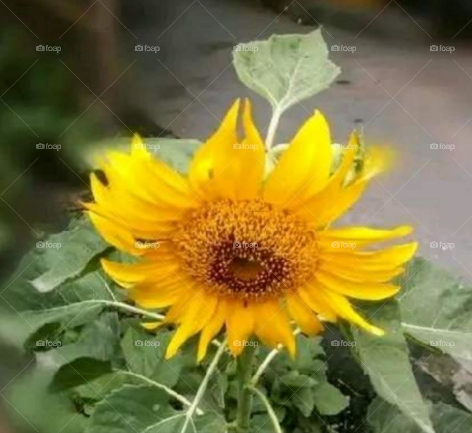 most beautiful and attractive flowers in the garden.