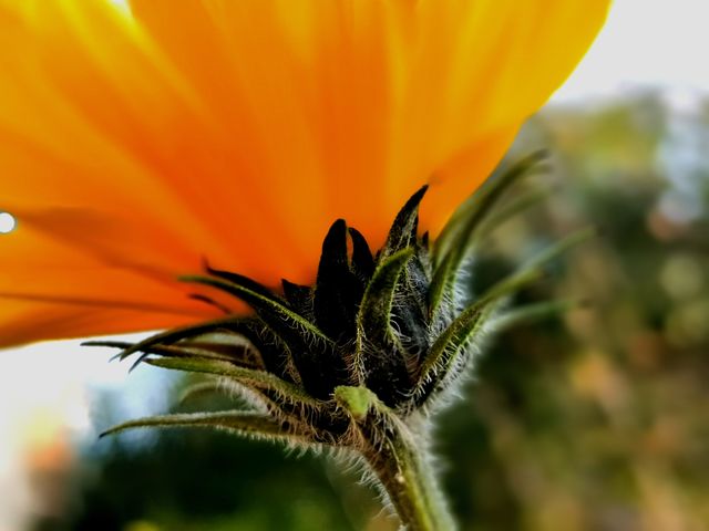 Flower texture