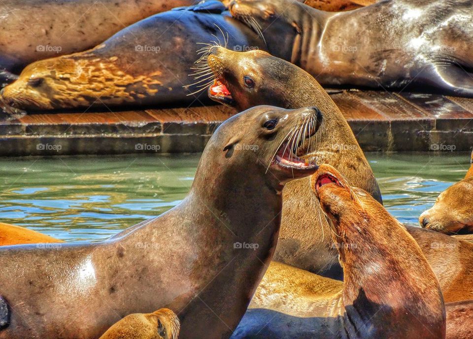 California Harbor Seals