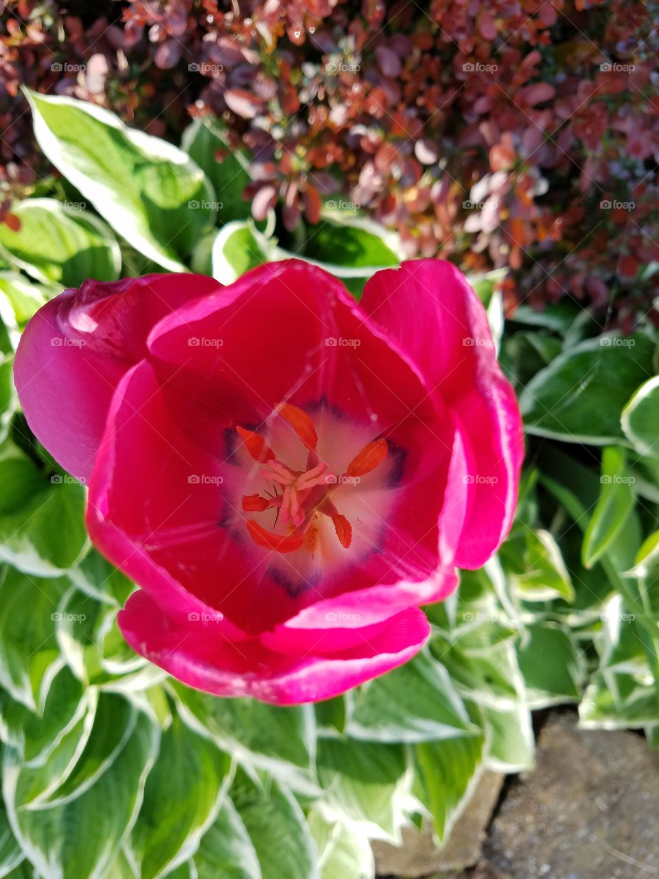 Tulip