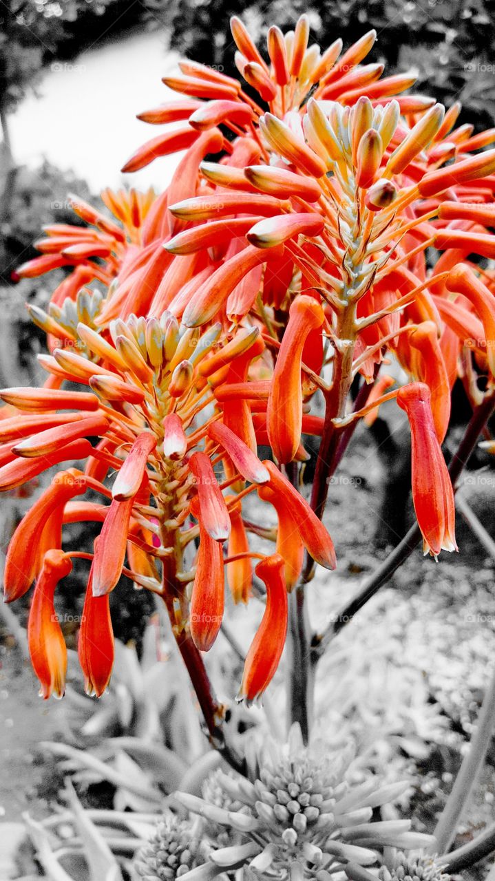 Flower, Orange