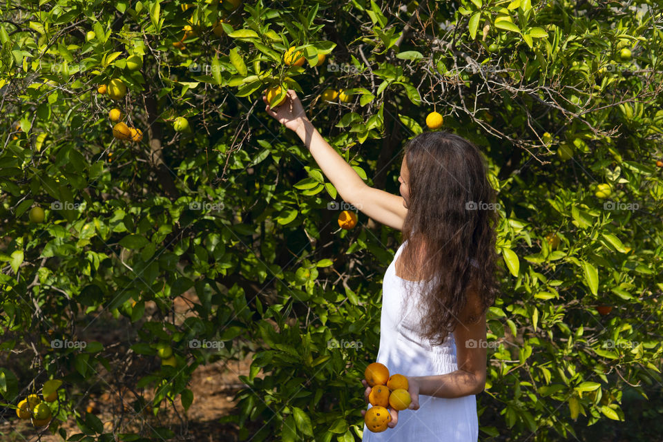 Harvest