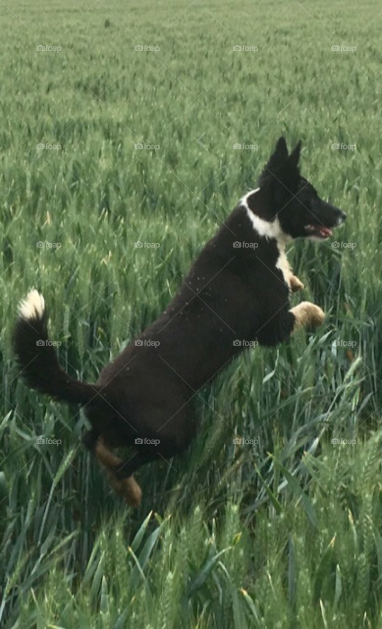 Collie leaping through a field of wheat 