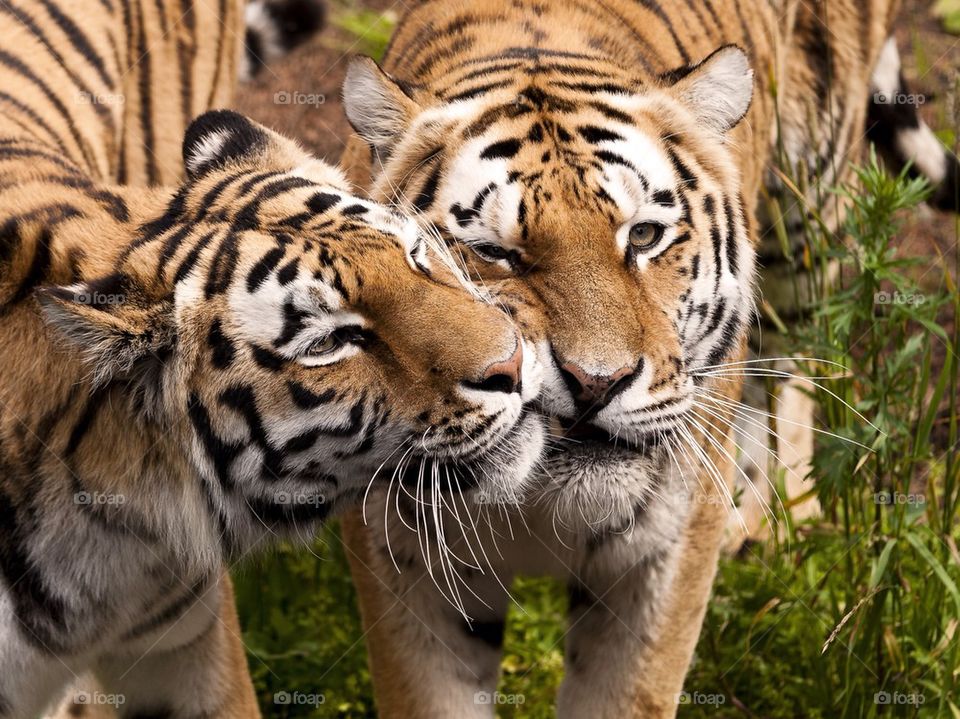 Kiss me tiger