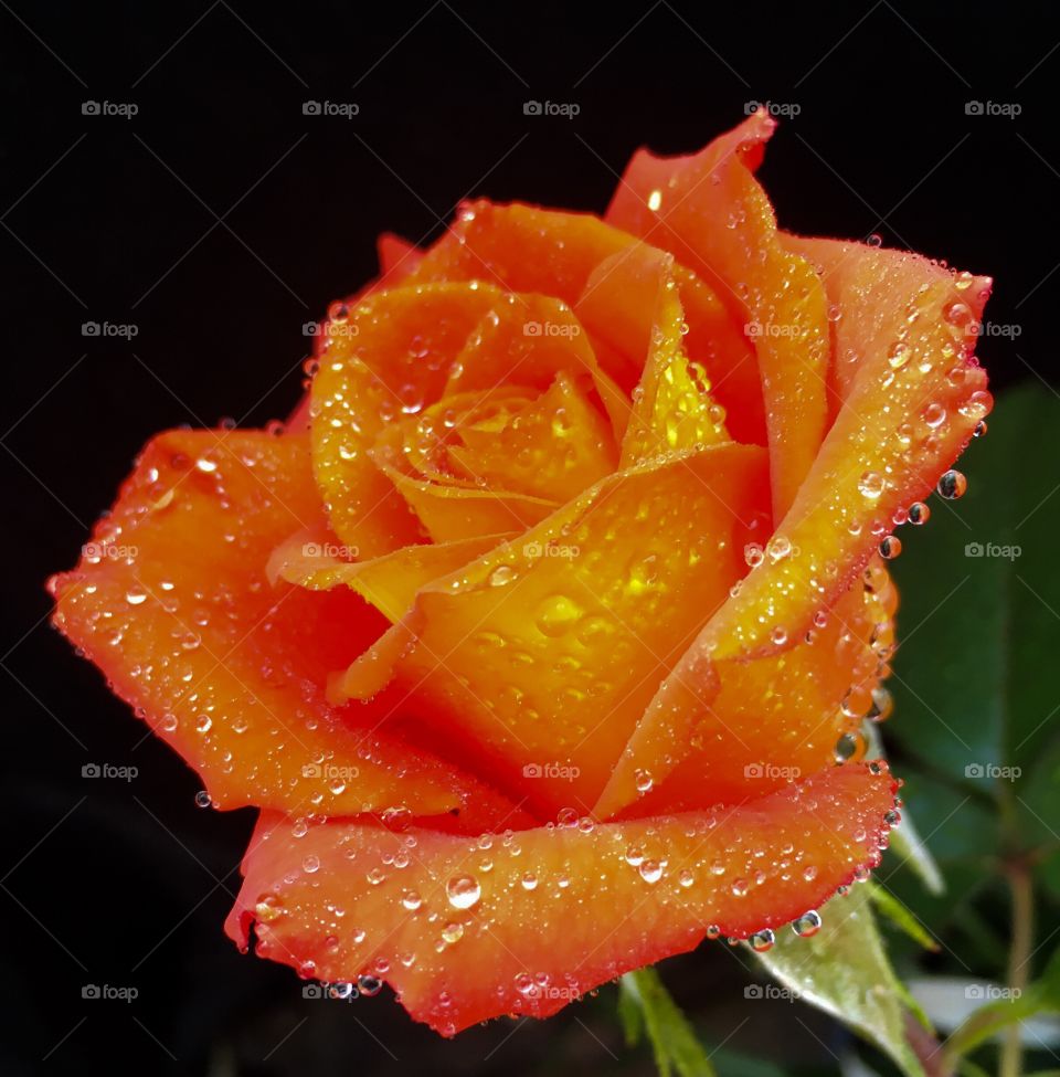 Orange rose with water droplets 