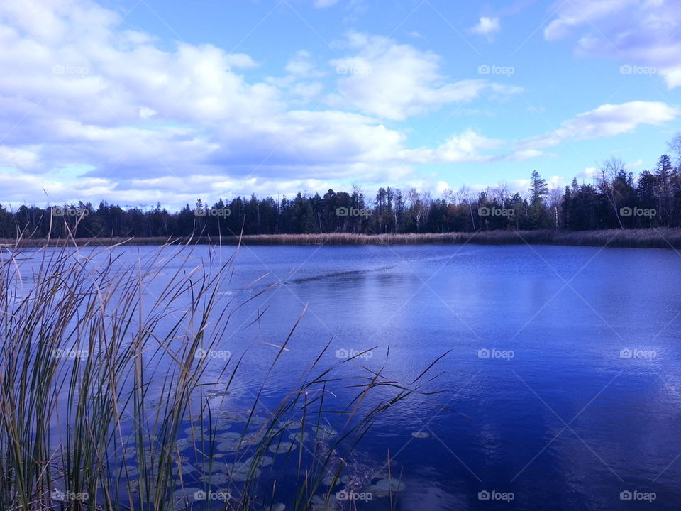 wisconsin bog