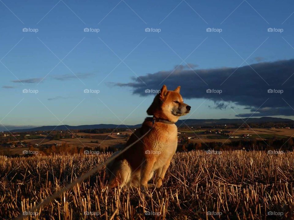 Shiba in autumn sun